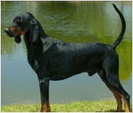 The Black and Tan Coonhound Dog Breed