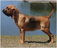 The Bloodhound Dog Breed