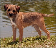 The Border Terrier Dog Breed