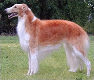 The Borzoi Dog Breed