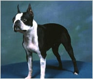 The Boston Terrier Dog Breed
