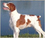 The Brittany Dog Breed
