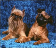 The Brussels Griffon Dog Breed