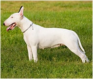 The Bull Terrier Dog Breed