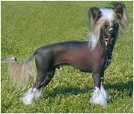 The Chinese Crested Dog Breed