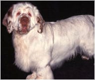 The Clumber Spaniel Dog Breed