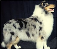 The Collie or Scottish Collie Dog Breed