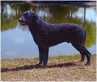 The Curly-Coated Retriever Dog Breed