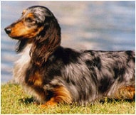 The Dachshund Dog Breed