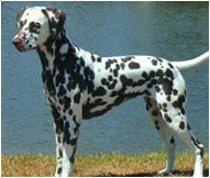 The Dalmatian Dog Breed