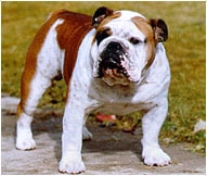 The English Bulldog Dog Breed
