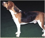 The English Foxhound Dog Breed