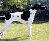 The English Pointer Dog Breed