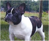 The French Bulldog Dog Breed