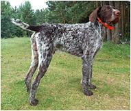 The German Wirehaired Pointer Dog Breed
