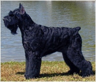 The Giant Schnauzer Dog Breed