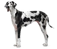 The Great Dane Dog Breed
