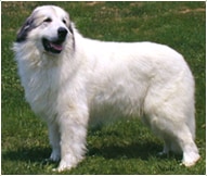 The Great Pyrenees Dog Breed