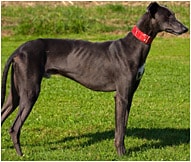 The greyhound Dog Breed