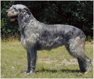 The Irish Wolfhound Dog Breed