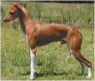 The Italian Greyhound Dog Breed