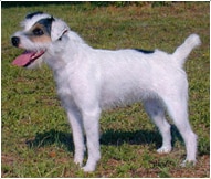 The Jack Russell Terrier Dog Breed