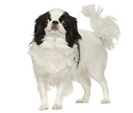 The Japanese Chin Dog Breed