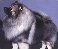 The Keeshond Dog Breed