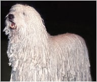 The Komondor Dog Breed