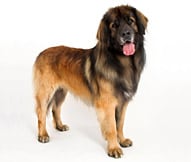 The Leonberger Dog Breed