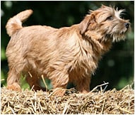 The Norfolk Terrier Dog Breed