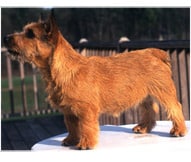 The Norwich Terrier Dog Breed