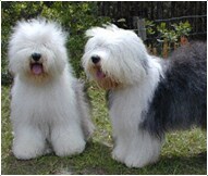 The Old English Sheepdogs Dog Breed