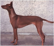 The Pharaoh Hound Dog Breed