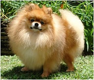 The Pomeranian Dog Breed