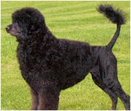 The Portuguese Water Dog Dog Breed