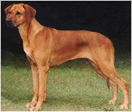The Rhodesian Ridgeback Dog Breed