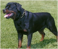The Rottweiler Dog Breed