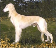 The Saluki Dog Breed
