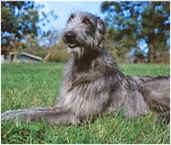The Scottish Deerhound Dog Breed
