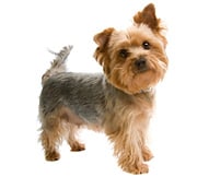 The Silky Terrier Dog Breed