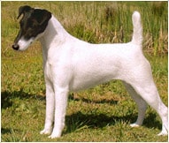 The Smooth Fox Terrier Dog Breed