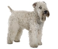 The Soft-coated Wheaten Terrier Dog Breed
