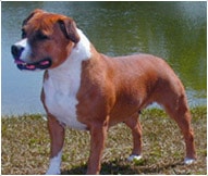 The Staffordshire Bull Terrier Dog Breed