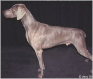 The Weimaraner Dog Breed