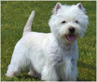 The West Highland White Terrier Dog Breed