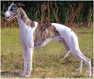 The Whippet Dog Breed
