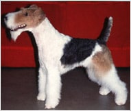 The Wire Fox Terrier Dog Breed