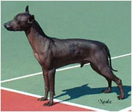 The Xoloitzcuintli Dog Breed