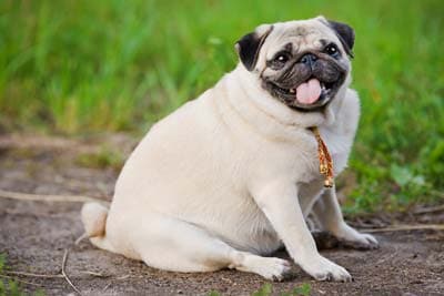 overweight pug panting